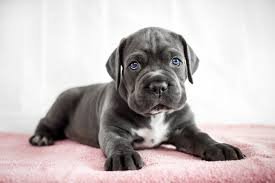 Cane Corso-puppy's te koop – Intelligent loyaal en klaar voor een forever home